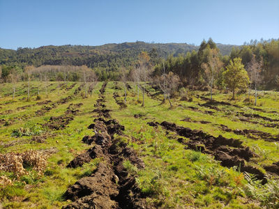 Amiblu Pipes Spain impulsa la reforestación en Galicia neutralizando su huella de carbono