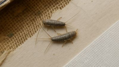 Biodry elimina la humedad por capilaridad y los bichos que esta provoca, sin obras ni productos químicos