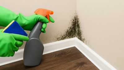 Cómo eliminar el moho de la pared y prevenir su aparición con una solución definitiva
