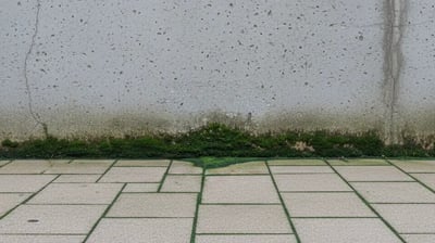 El verdín: qué es, por qué aparece y cómo eliminarlo de suelos y paredes